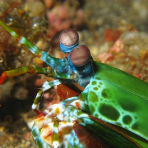 Lembeh Canon G9