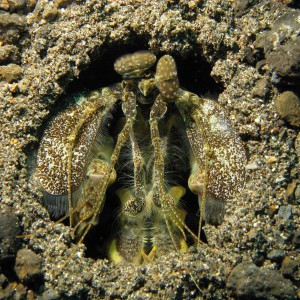 Lembeh Canon G9