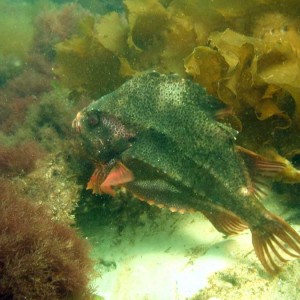 Front Beach, Rockport, MA, Dive 052508