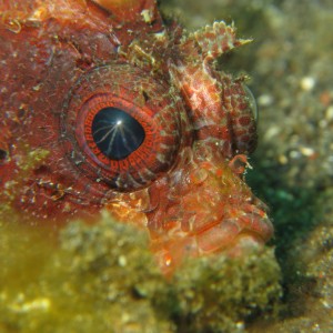 Lembeh Canon G9