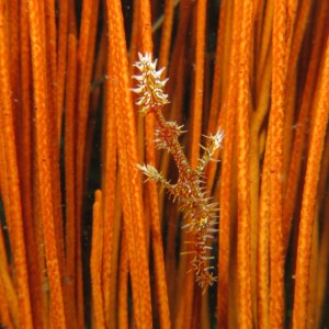 Lembeh Canon G9