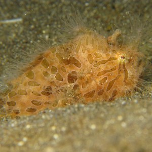 Lembeh Canon G9