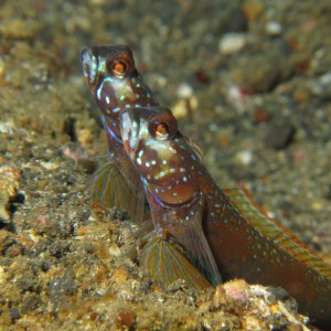 Lembeh Canon G9