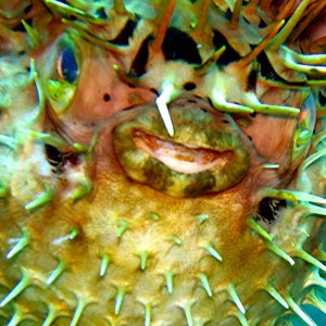 Balloonfish