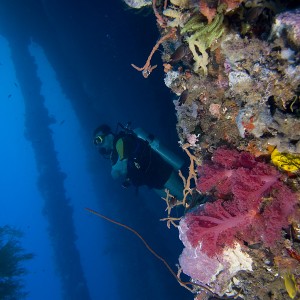 WAdiverPhilippines2008_diver_WP