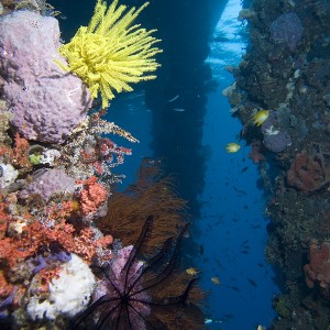 yellow crinoid