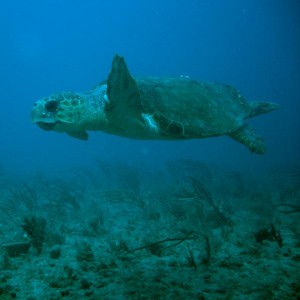 Green Turtle