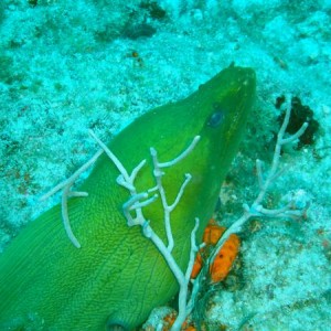 Moray Eel