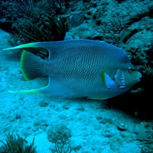 Angelfish