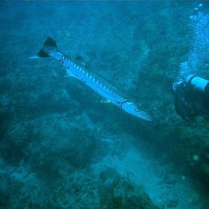 Barracuda