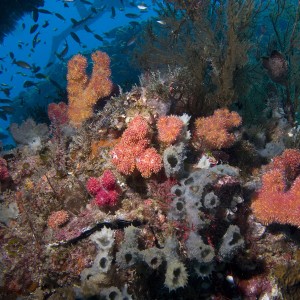 Bazaruto Reef