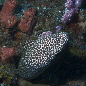 Honeycomb Moray