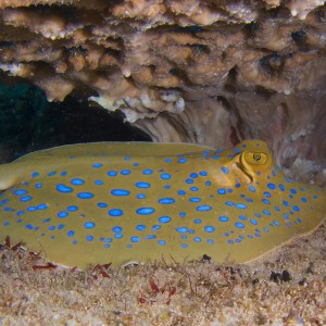 Bluespotted Stingray