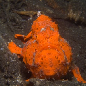 Lembeh, May 2008