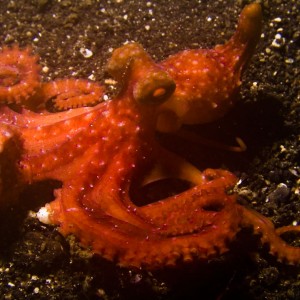 Lembeh, May 2008