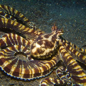 Lembeh, May 2008