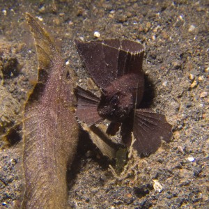 Lembeh, May 2008