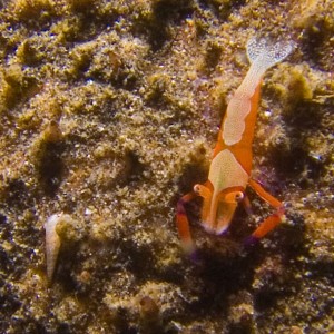 Lembeh, May 2008