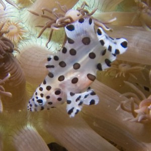 Lembeh, May 2008