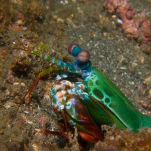 Lembeh, May 2008