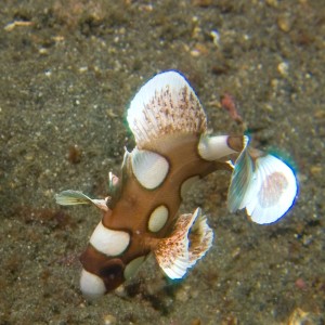 Lembeh, May 2008