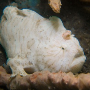 Lembeh, May 2008