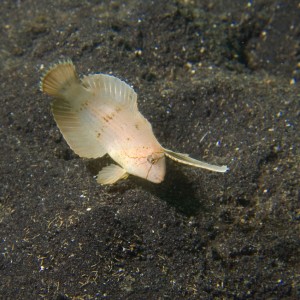 Lembeh, May 2008