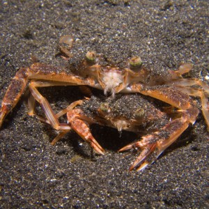 Lembeh, May 2008