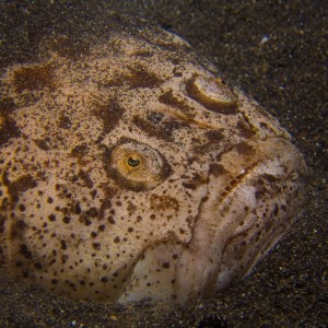 Lembeh, May 2008