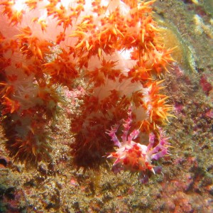 Lembeh, May 2008