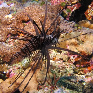 Lembeh, May 2008