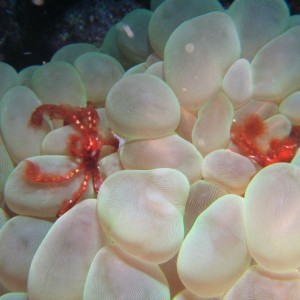 Lembeh, May 2008