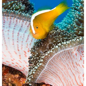 Anemonefish