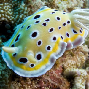 Nudibranc