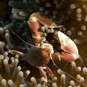 Porcelain Crab