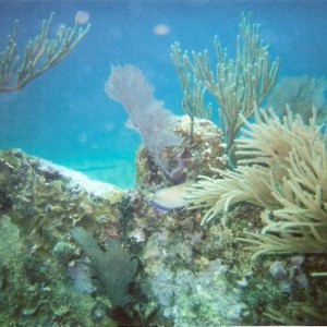 Benwood Wreck, Key Largo 4/08