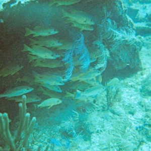 Benwood Wreck, Key Largo 4/08