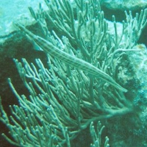 Benwood Wreck, Key Largo 4/08