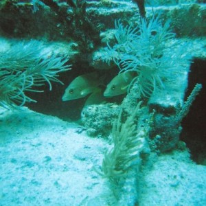 Benwood Wreck, Key Largo 4/08