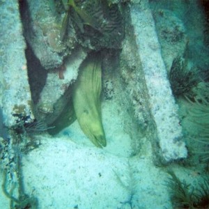 Benwood Wreck, Key Largo 4/08