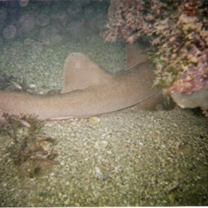 Nurse Shark Spanish Rocks, Bradenton, FL 5/31/0/8