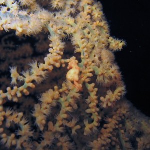 Pygmy Seahorse