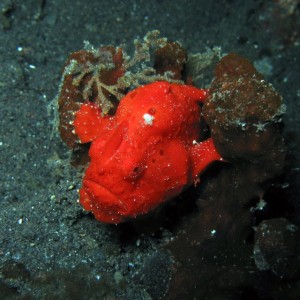 Red Frogfish