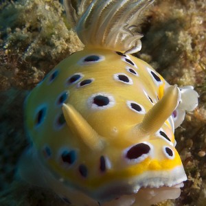 Nudi