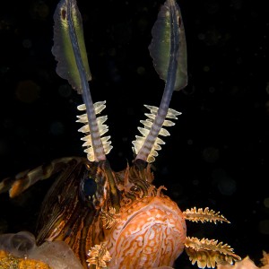 Lionfish Face