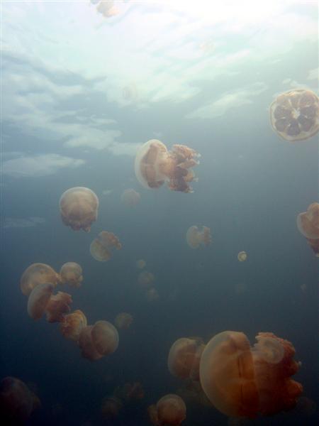 029_Jellyfish_below_Medium_