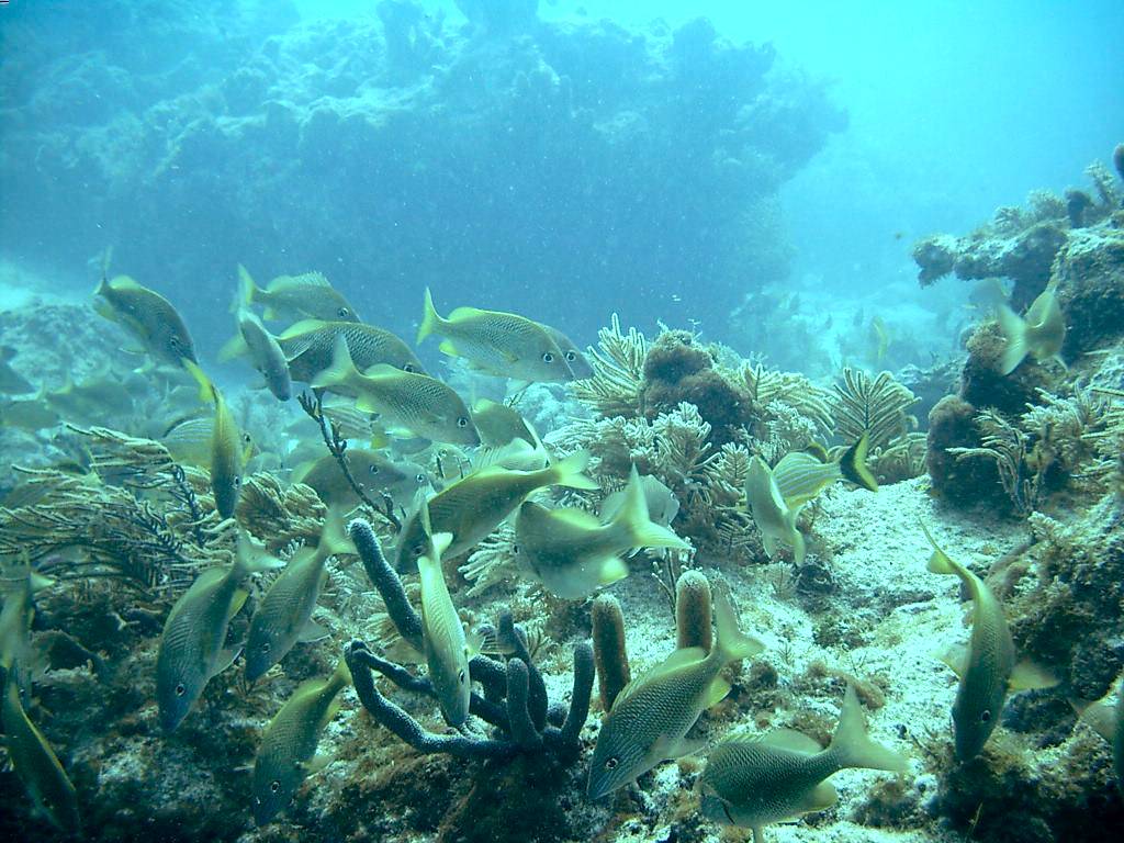 032205 Key Largo, FL (Molasses Reef) -3