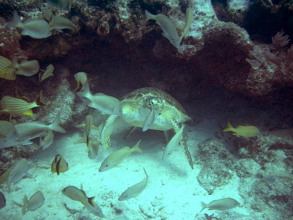 032205 Key Largo, FL (Molasses Reef) -5