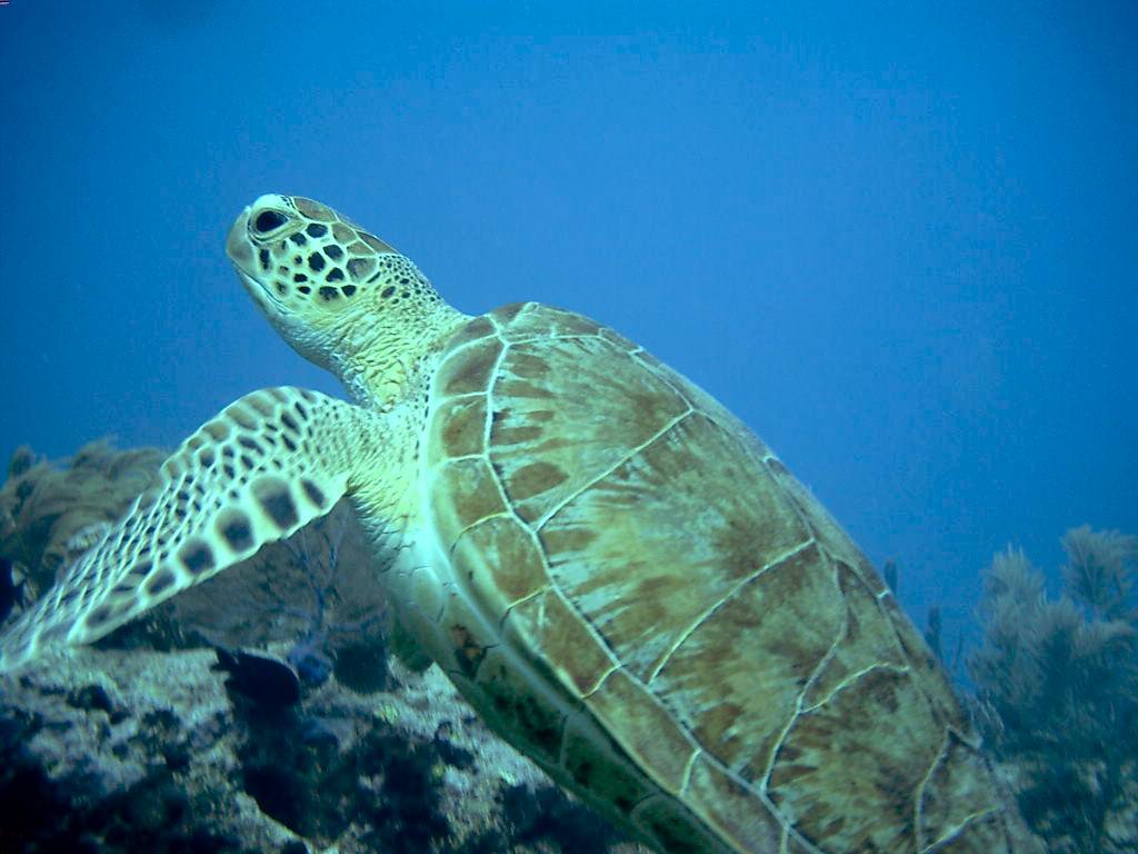 032205 Key Largo, FL (Molasses Reef) -6