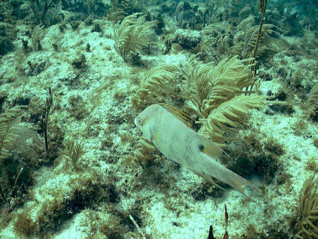 032305 Key Largo, FL (French Reef)-1